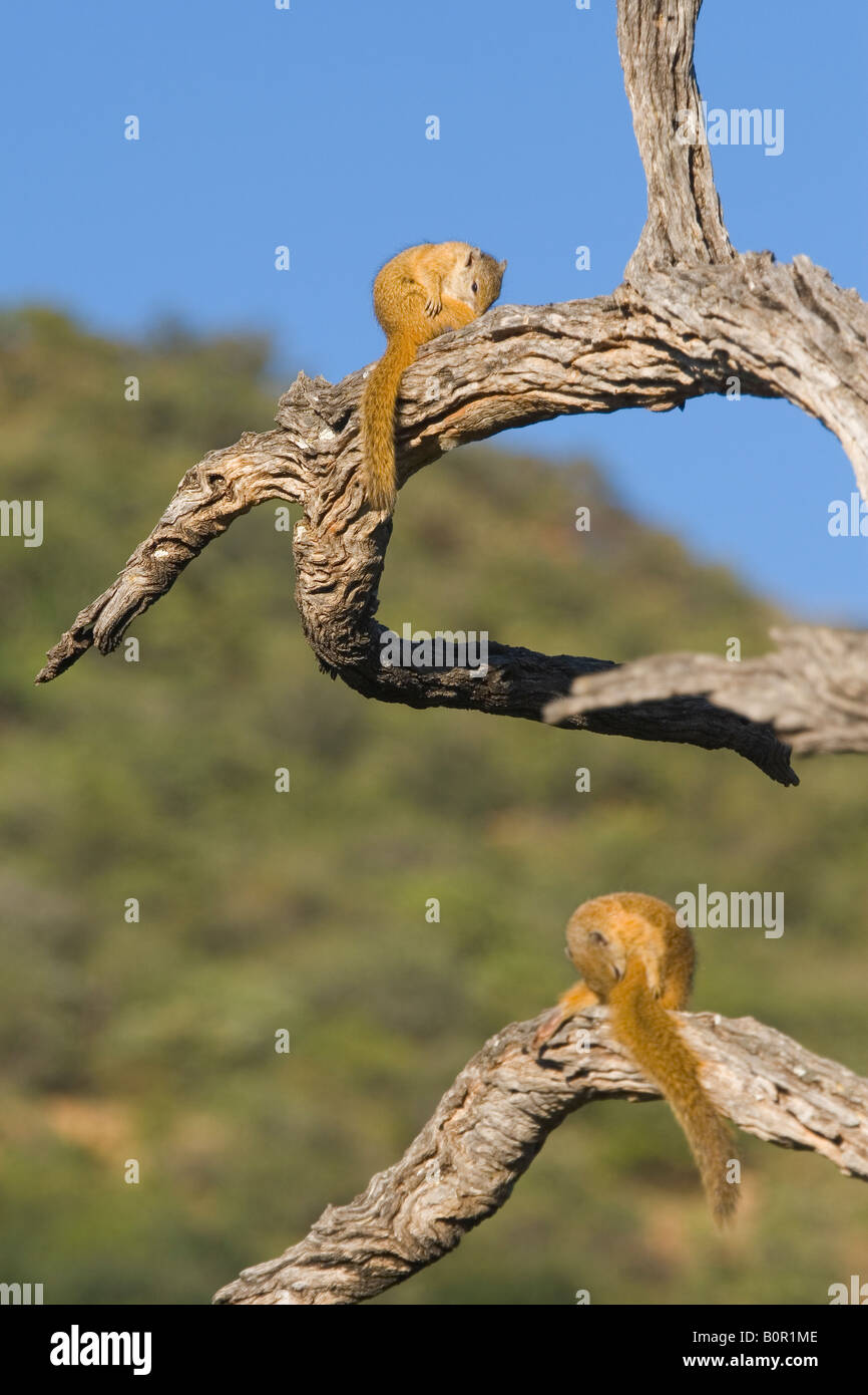 Baum-Eichhörnchen Paraxerus Cepapi Stockfoto