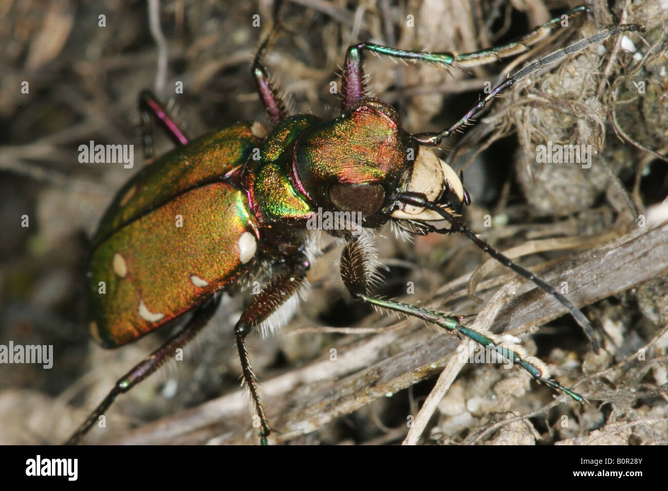 Grüne Sandlaufkäfer Cicindela campestris Stockfoto