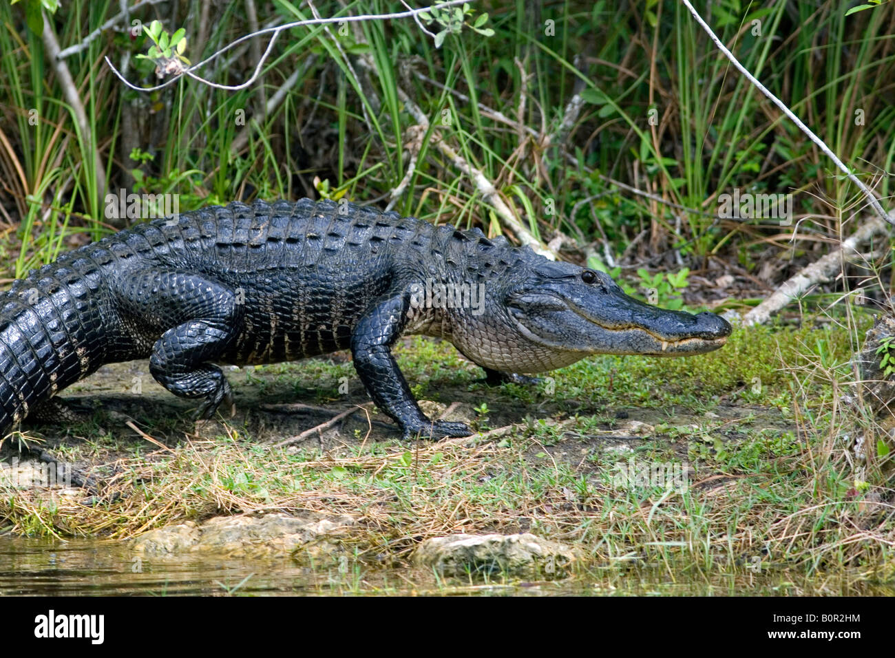 Amerikanischer Alligator in Florida Everglades Nationalpark Stockfoto