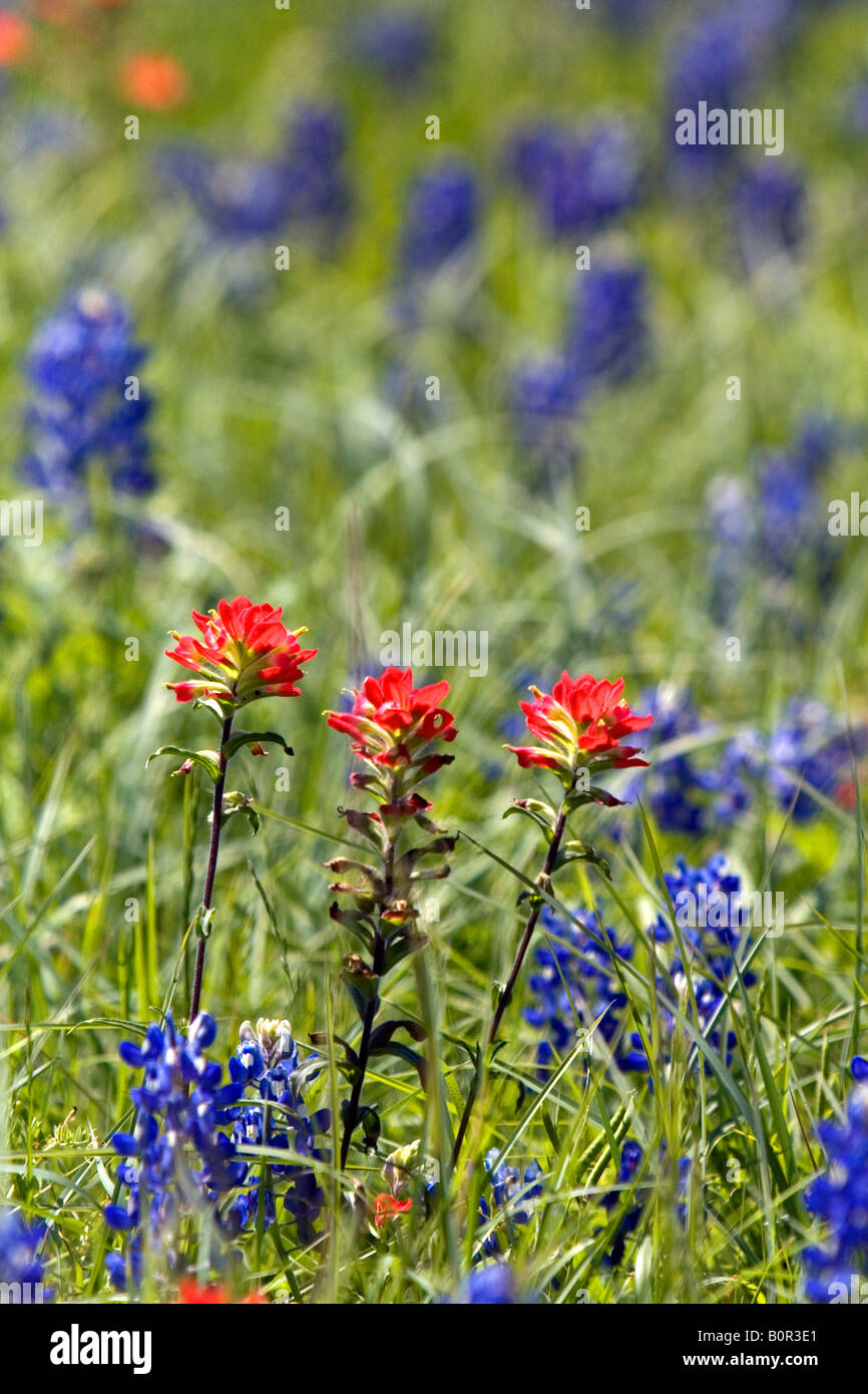 Ein Feld von Indian Paintbrush und Bluebonnet Wildblumen im Washington County Texas Stockfoto