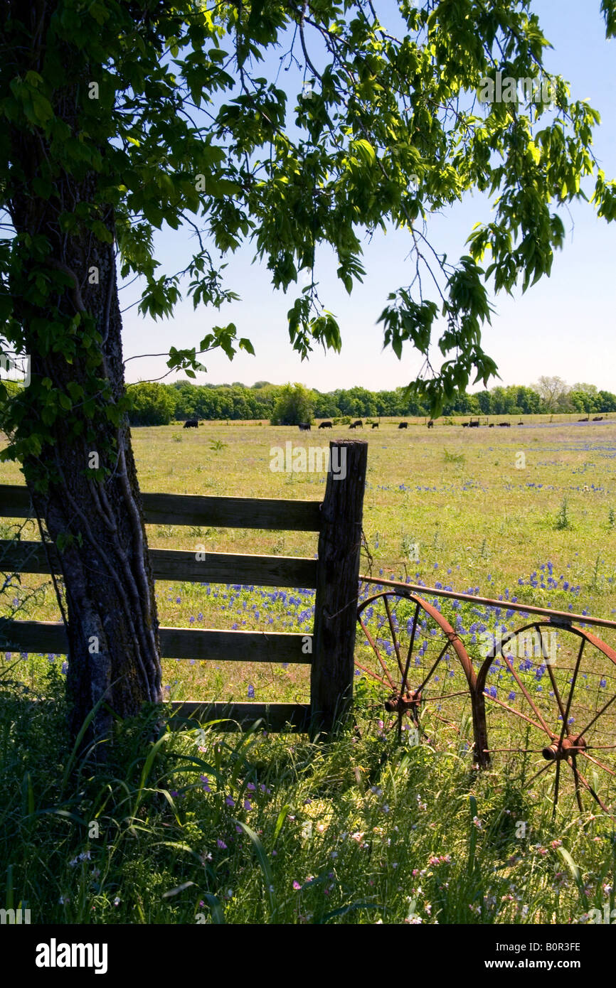 Bereich der Bluebonnet Wildblumen im Washington County Texas Stockfoto