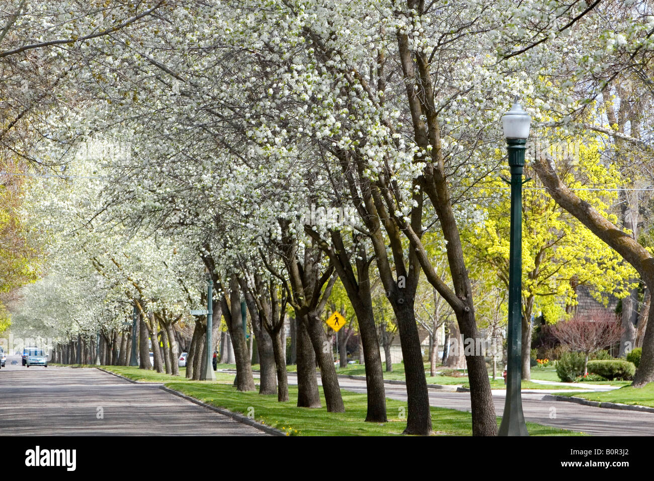 Harrison-Boulevard, gesäumt von Birnbäume blühen in Boise, Idaho Stockfoto