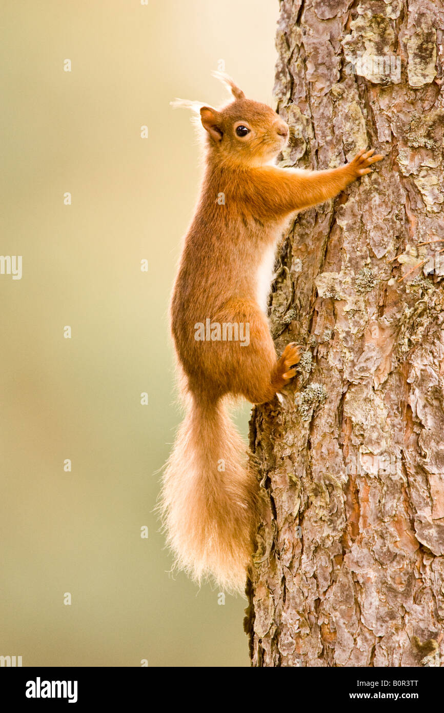 Eurasische Eichhörnchen (Sciurus Vulgaris), Klettern auf den Baum in Roseisle Wald, Moray, Schottland, Großbritannien Stockfoto