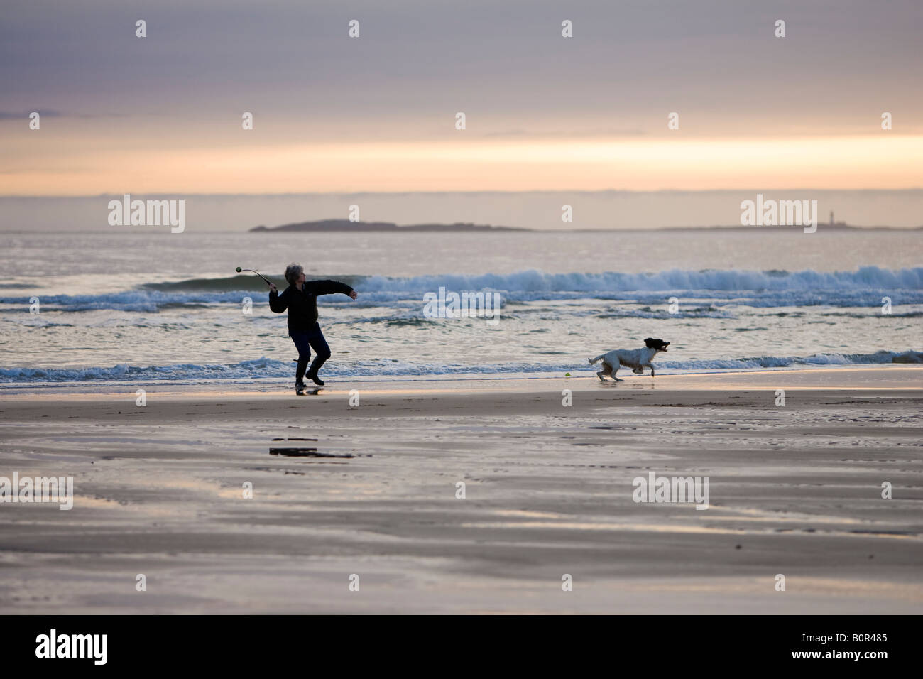 Frau wirft Ball für ihren Hund am Strand im Morgengrauen vor dem Hintergrund der Farne Islands, Bamburgh, Northumberland, England, UK Stockfoto