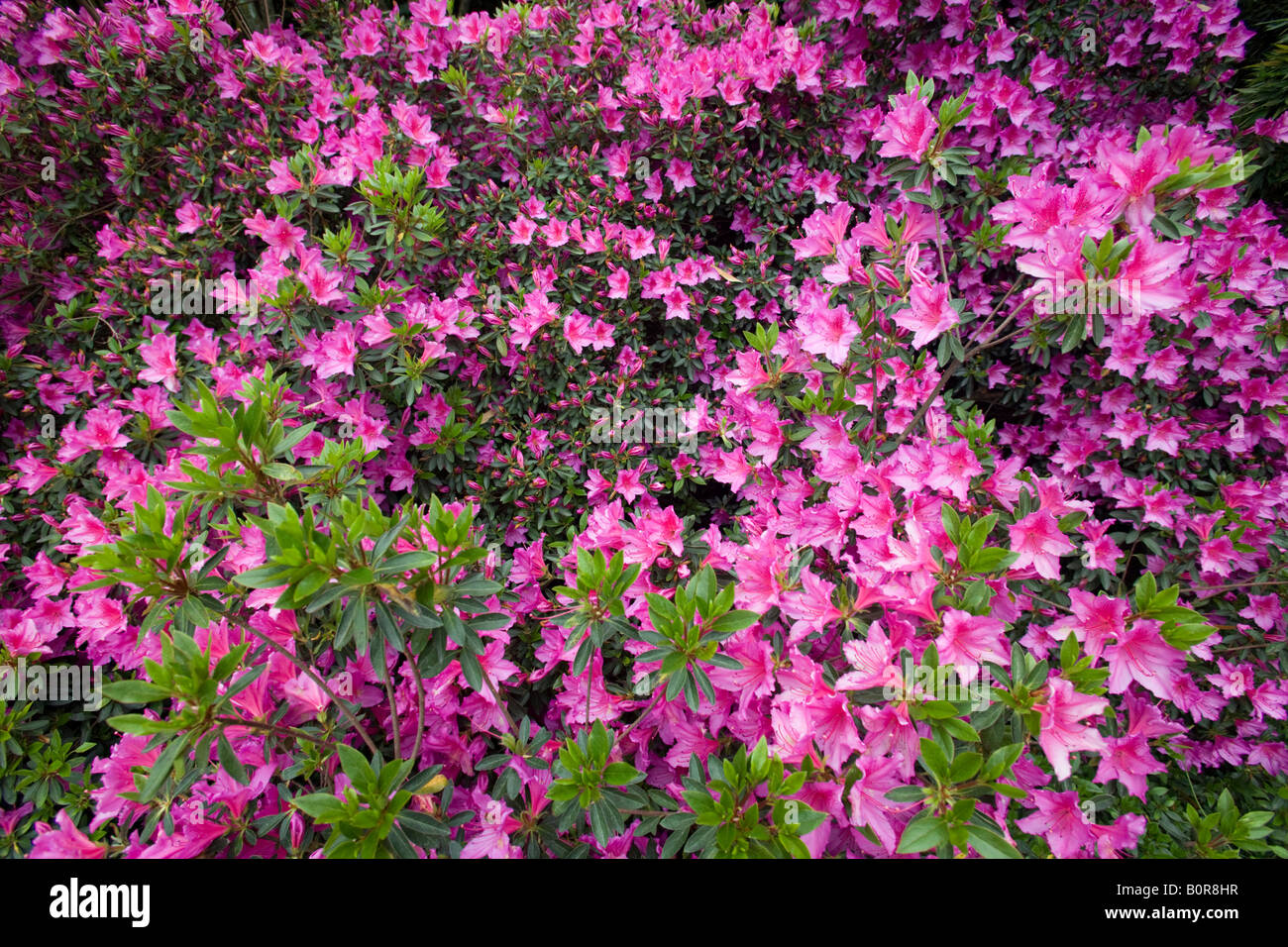 Rhododendron Japonicum Stockfotos und bilder Kaufen Alamy