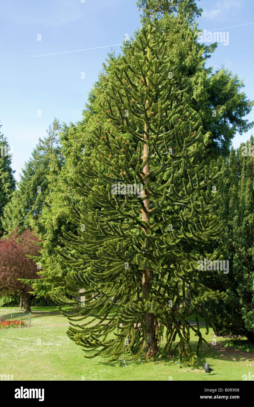 Affe Puzzle Baum Stockfoto