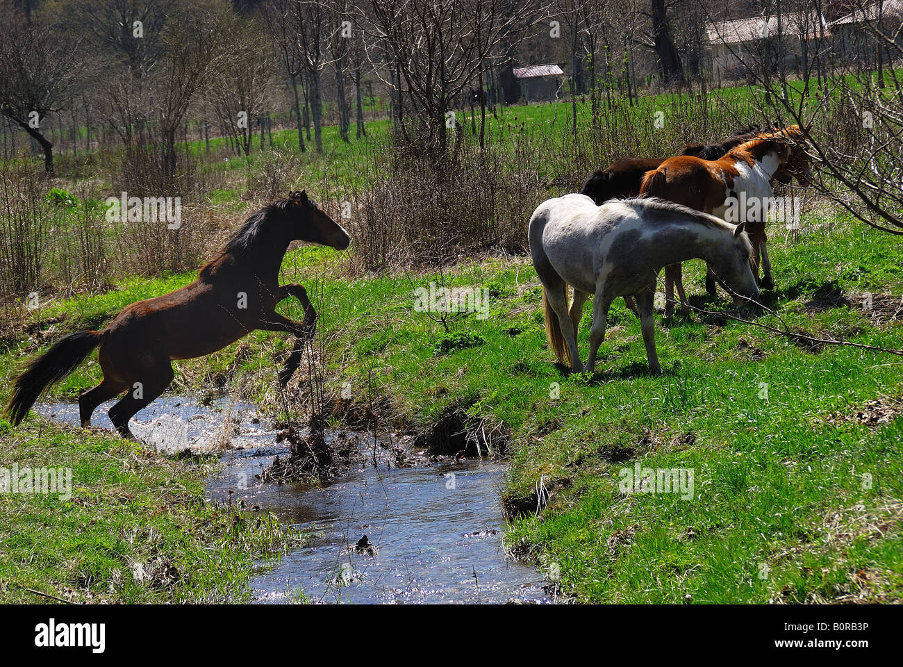 Die Pferde waten ein Wildbach Stockfoto
