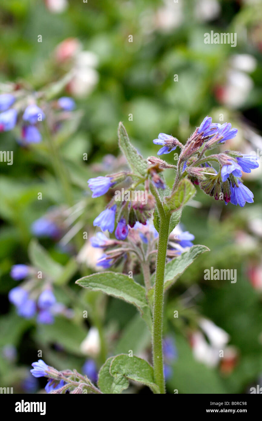 Kriechender beinwell -Fotos und -Bildmaterial in hoher Auflsung  Alamy