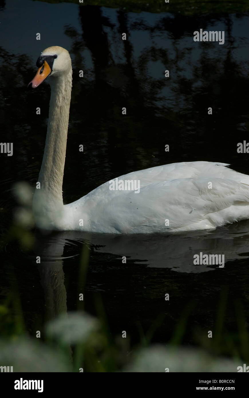 Höckerschwan am Kanal Stockfoto