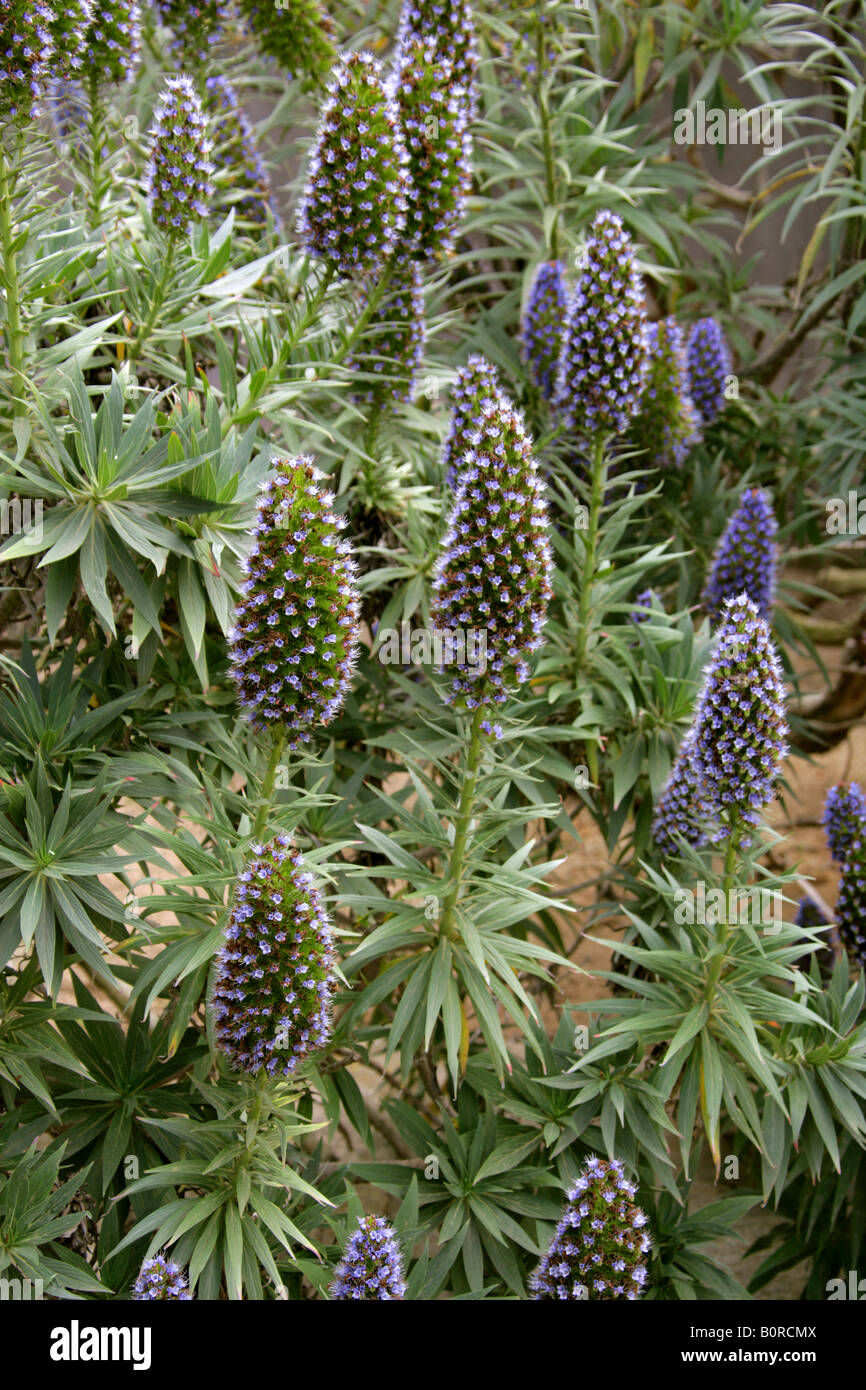 Stolz von Madeira, Echium Candicans Syn Echium Fastuosum; endemische Pflanze von Madeira Stockfoto