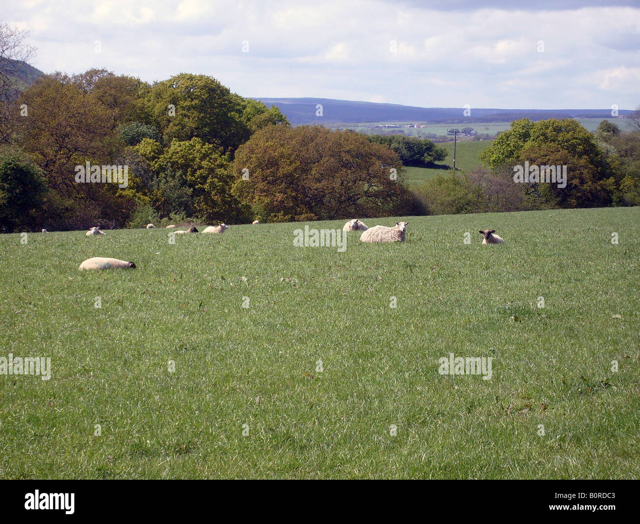 Schafe grasen auf Landschaft der Yorkshire Dales, England. Stockfoto