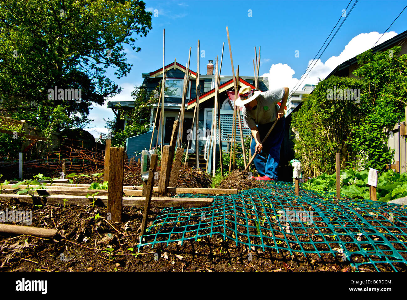Wachsenden Bio-Gemüse in seinem städtischen Garten im kleinen Hinterhof seiner engen Haus viele Gärtner Stockfoto