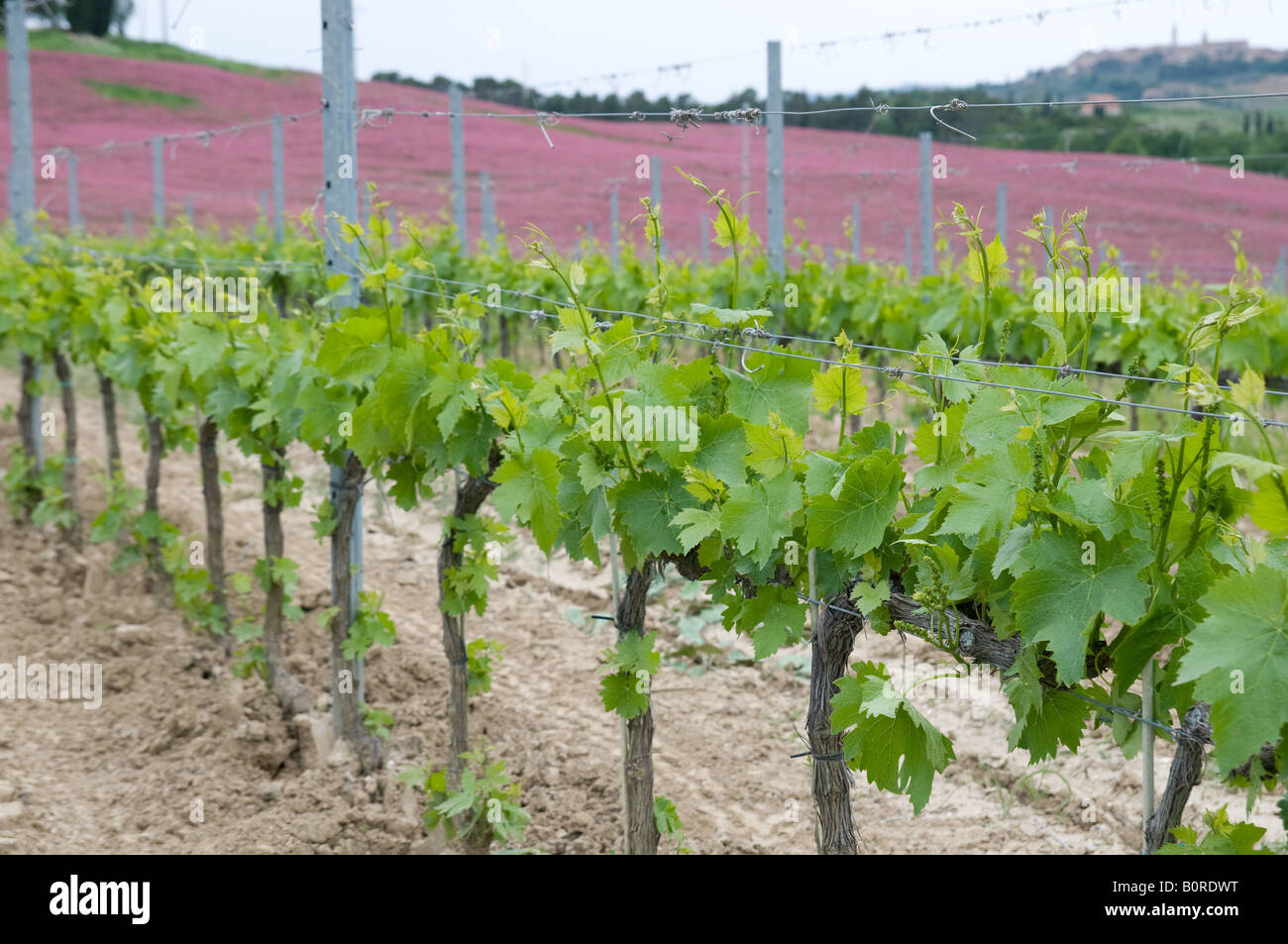 Tuscanyvineyard Landschaft Italien Trauben Frühlingsernte Stockfoto