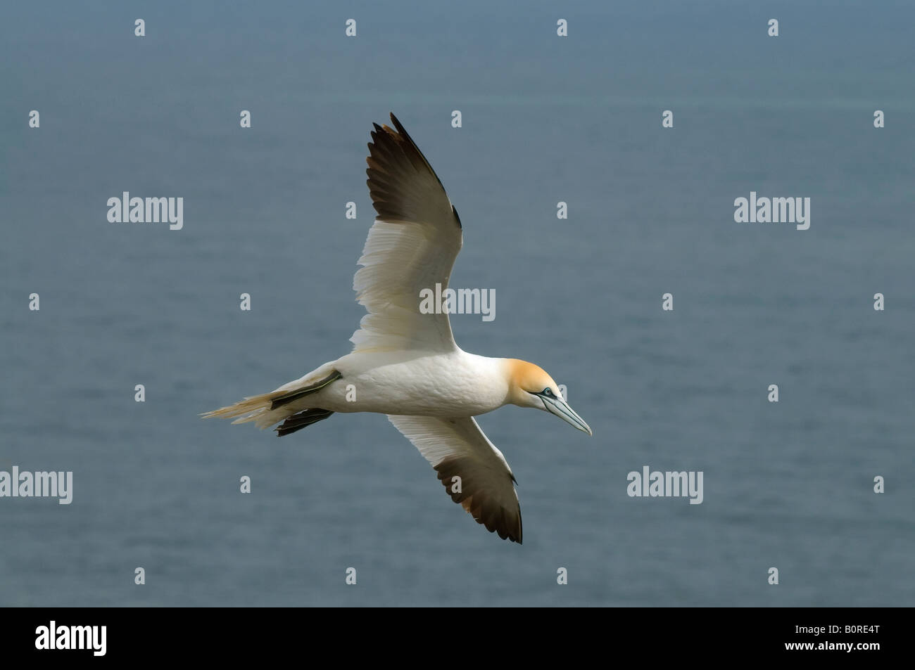 Reife Tölpel auf der Flucht vor dem Hintergrund der Nordsee an Bempton in Yorkshire Stockfoto