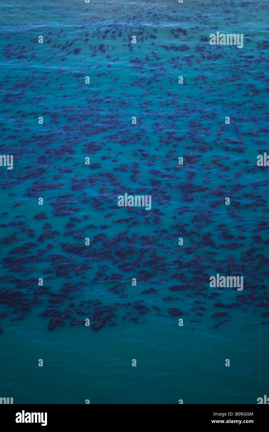 Antenne über dem Pazifischen Ozean Kelpwald vor der zentralen kalifornischen Küste Stockfoto Antenne über dem Pazifischen Ozean Kelpwald vor der zentralen kalifornischen Küste Stockfoto