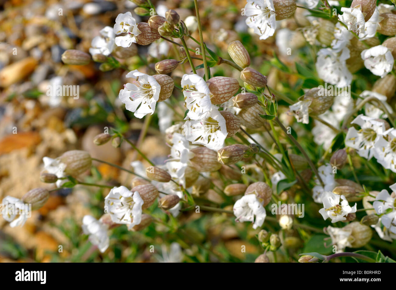 Meer Campion, Silene Uniflora, am Strand von Sizewell Suffolk England. Stockfoto