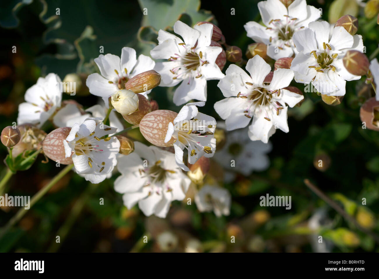 Meer Campion, Silene Uniflora, am Strand von Sizewell Suffolk England. Stockfoto