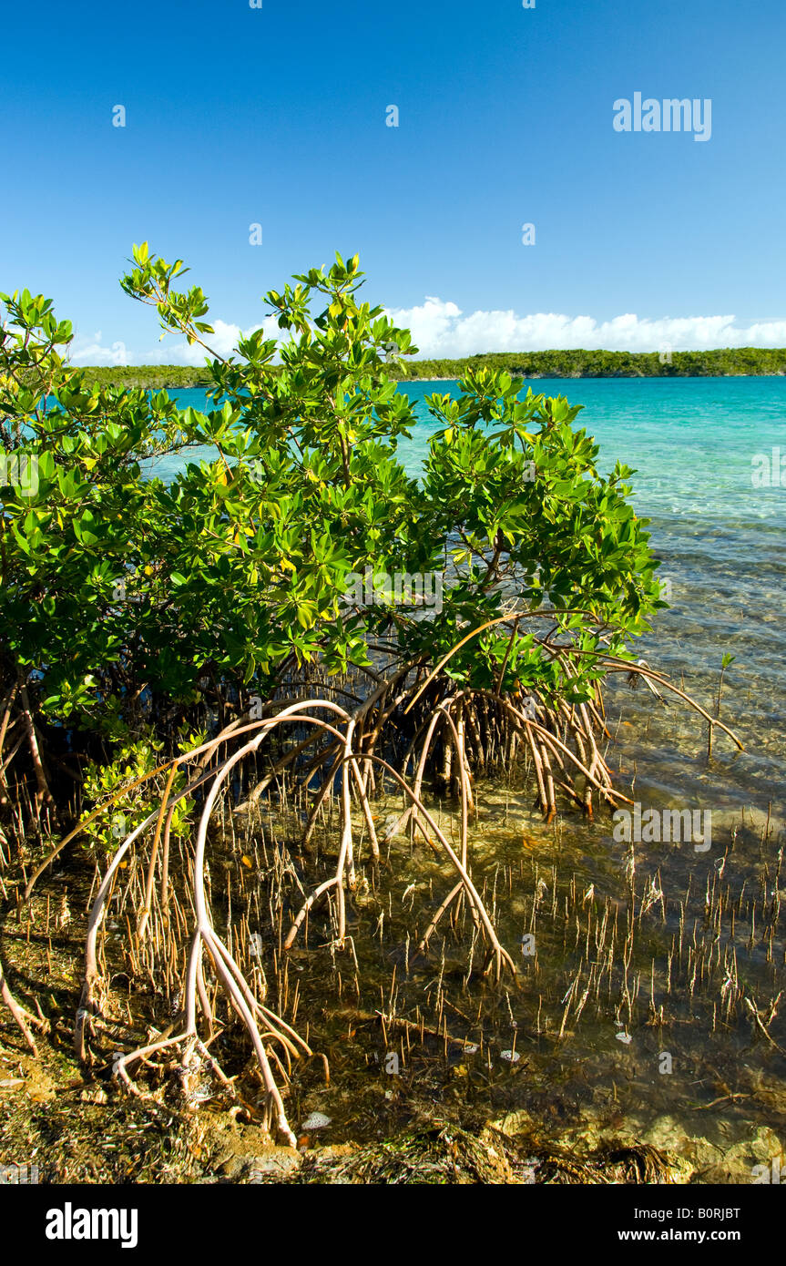 Die Wurzeln der Mangrove-Vegetation auf Half Moon Cay, Bahamas Stockfoto