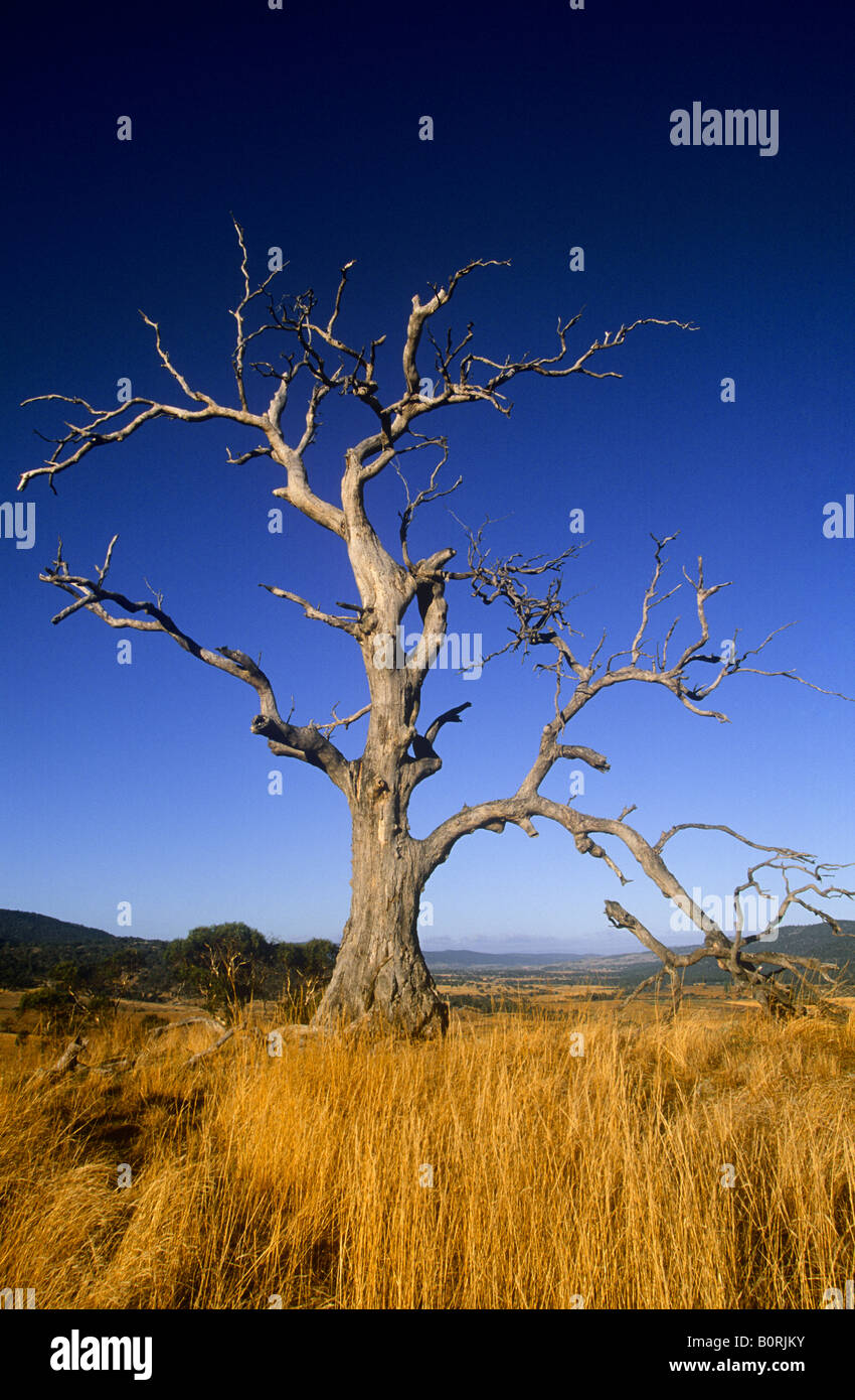 Toter Baum Australien Stockfoto