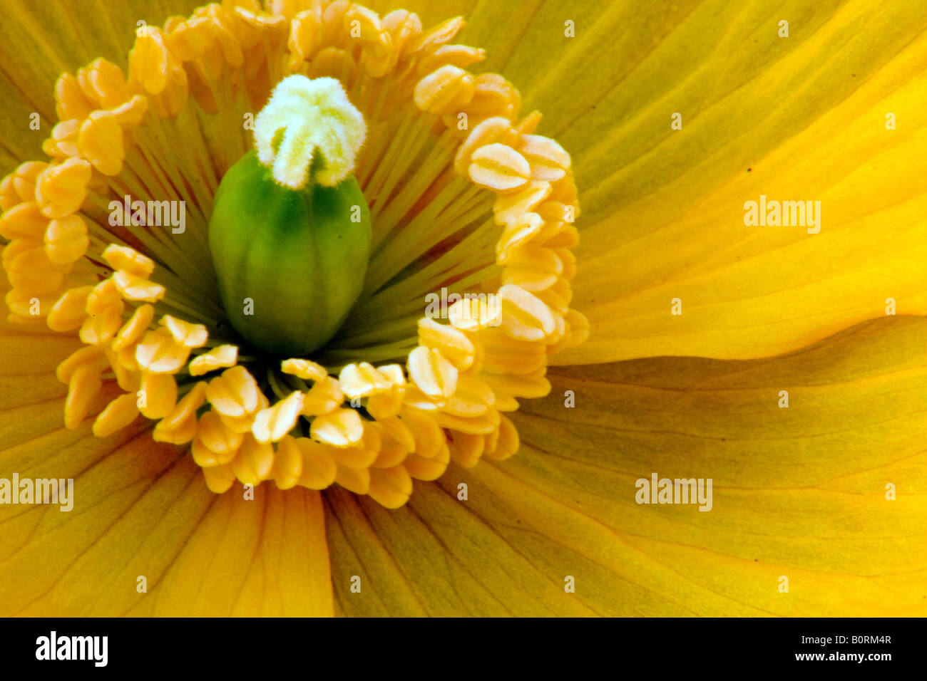 Kalifornischer Mohn (Eschscholzia Californica) Closeup zeigt Blütenblätter, Staubblätter und Eierstock Stockfoto