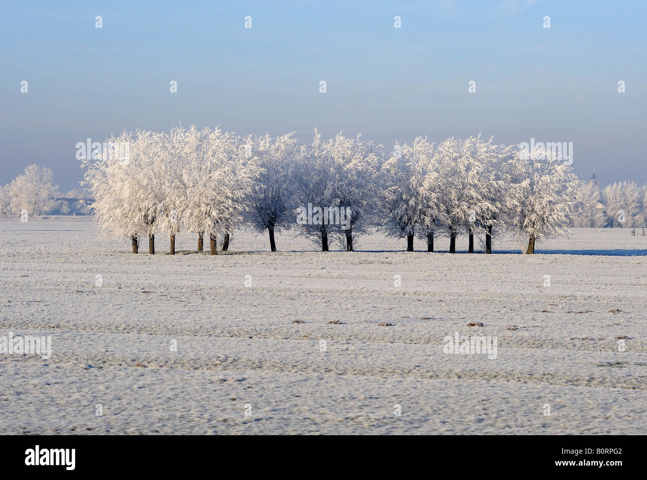 Holland Winter fallen eine Reihe von Pollard Weiden durch Raureif Stockfoto