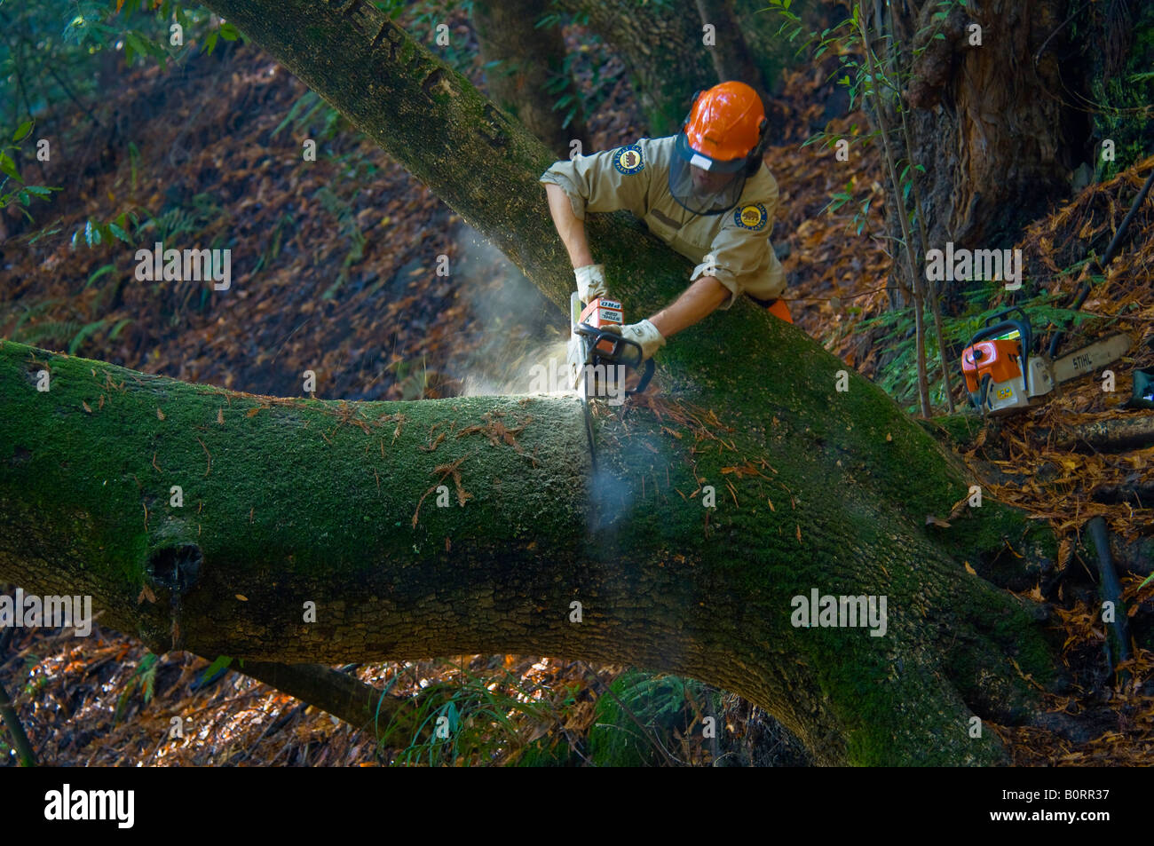 Park-Instandhalter mit Kettensäge, Baumstamm Pfeiffer Big Sur State Park Big Sur in Kalifornien zu schneiden Stockfoto