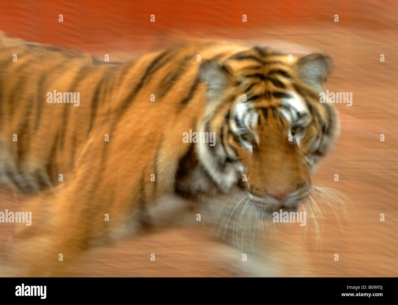 Gran Canaria ein Tiger in der Crocodile Park der Villa de Aguimes Stockfoto