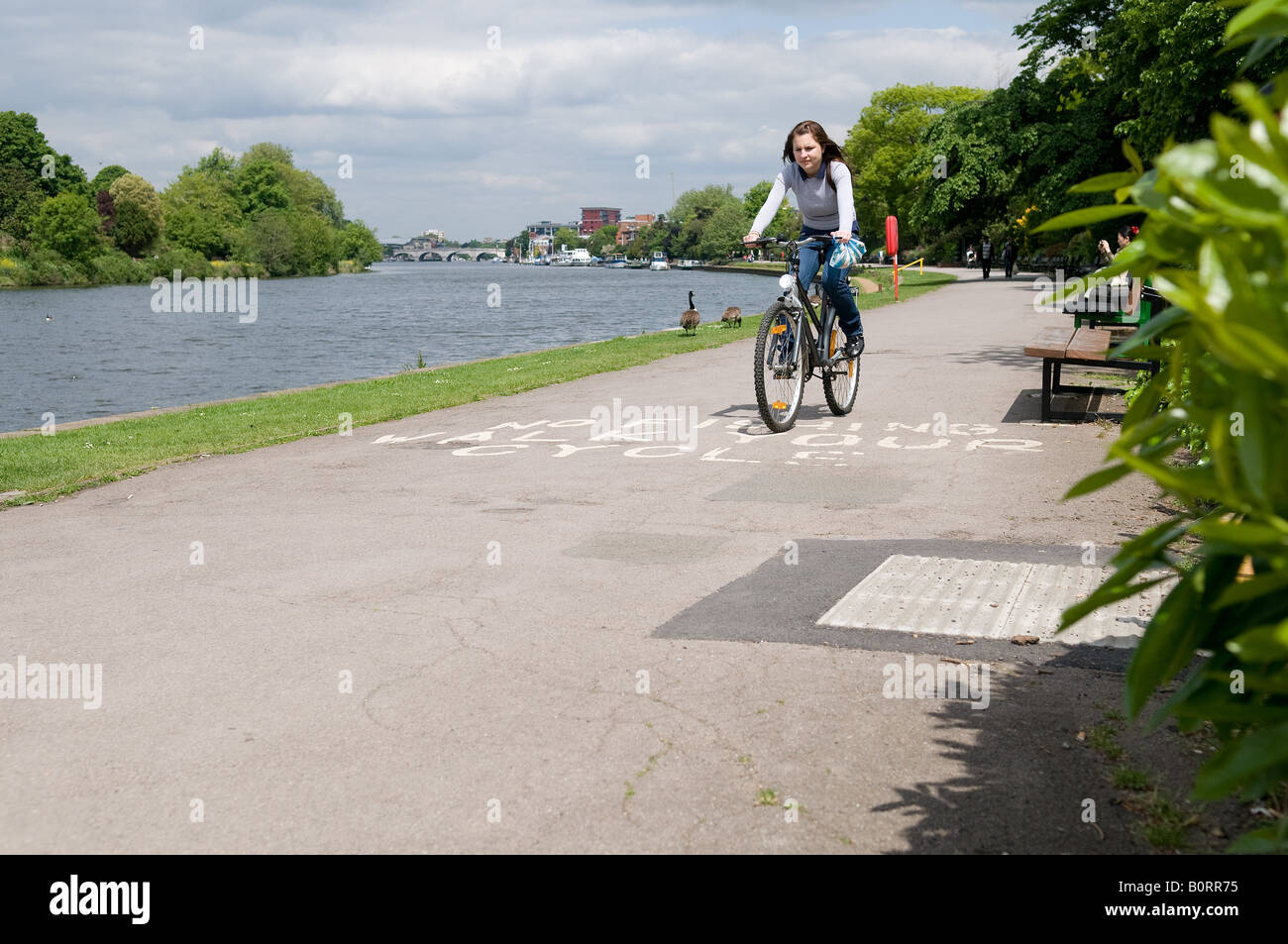 Ein rebellischer Gesetz brechen Radfahrer Radfahren über die Wanderung Ihren Zyklus-Zeichen auf dem Treidelpfad an der Themse in Kingston. Stockfoto