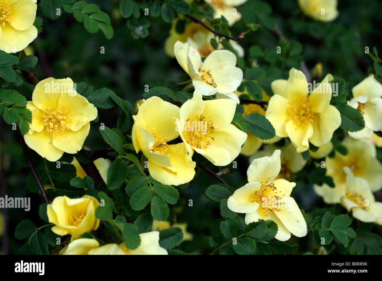 ROSA CANARY BIRD Stockfoto