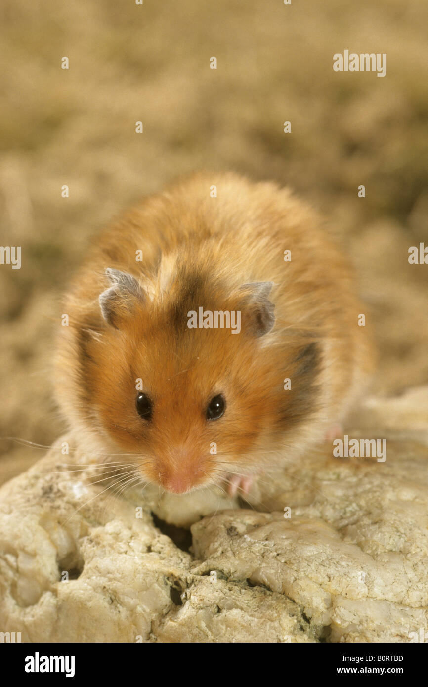 Goldhamster (Mesocricetus Auratus) auf einem Stein sitzend Stockfoto