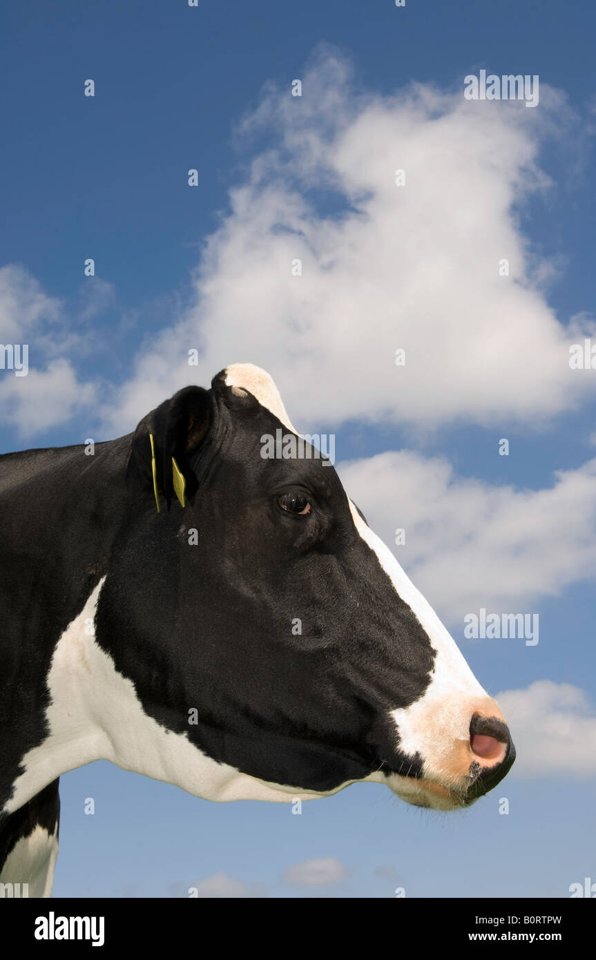 Leiter der schwarzen und weißen Holstien Kuh gegen Bly Himmel Cumbria, England Stockfoto
