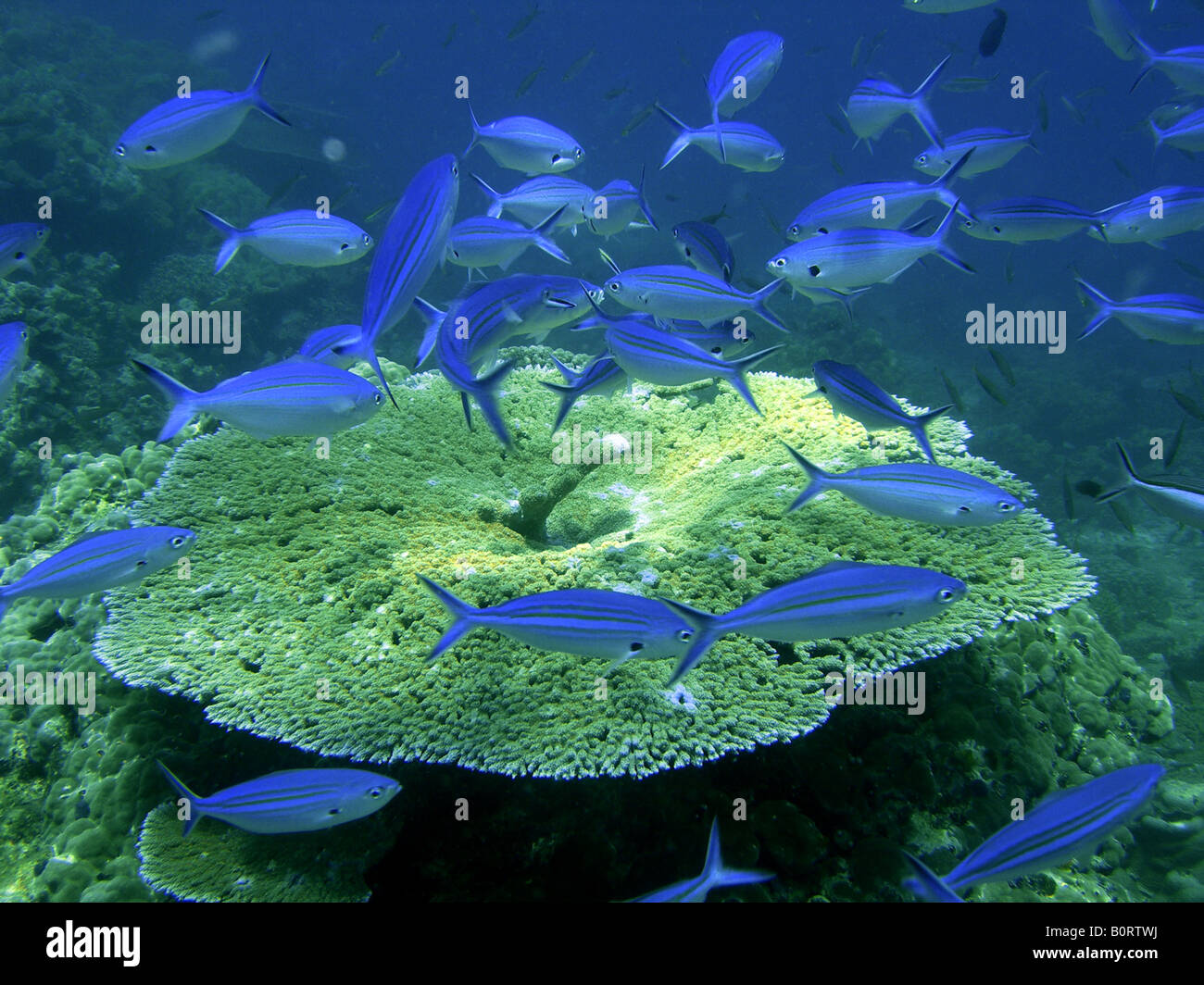 tropischen Korallenriff Detail Fisch marine Seelandschaft hautnah Stockfoto