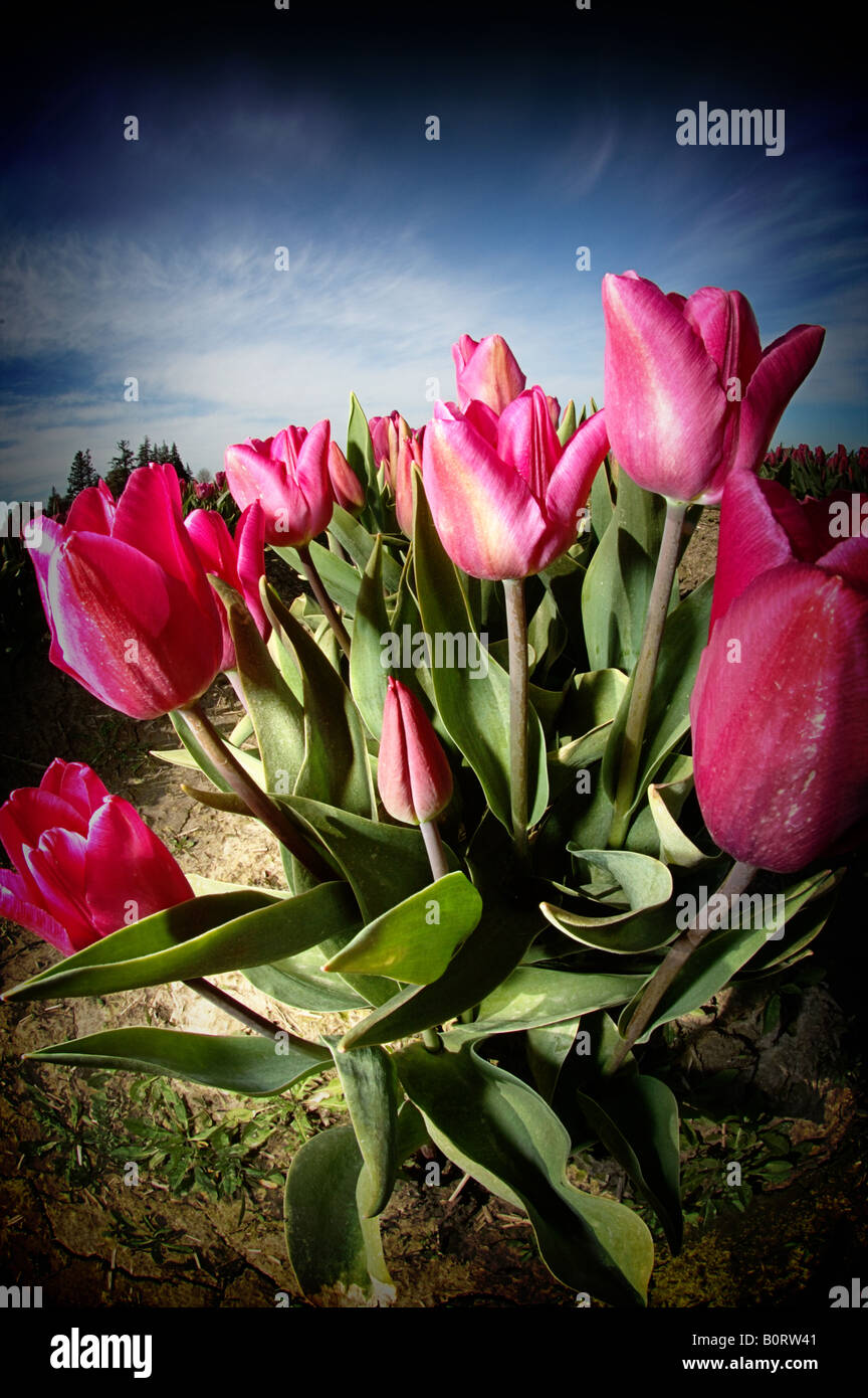 Bündel von rosa Tulpen im Garten wächst, digitale Vignettierung angewendet. Stockfoto