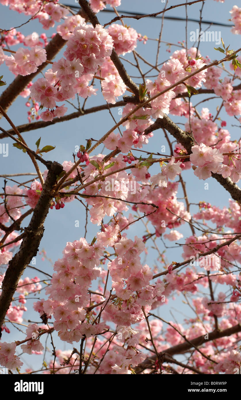 Rosa Kirschblüten gegen einen hellblauen Himmel. Stockfoto