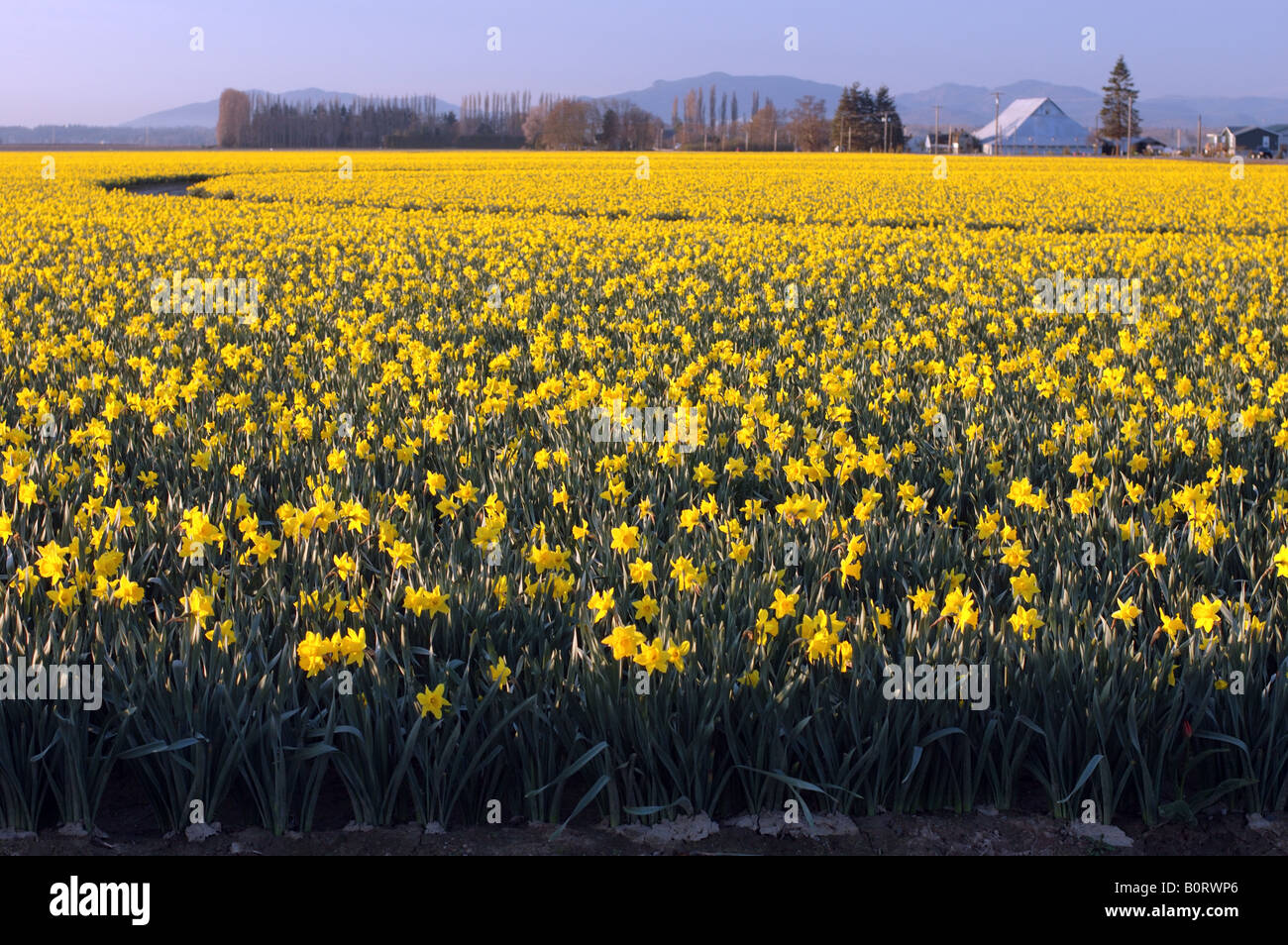 Ein Feld von Narzissen vor einer alten Scheune. Stockfoto