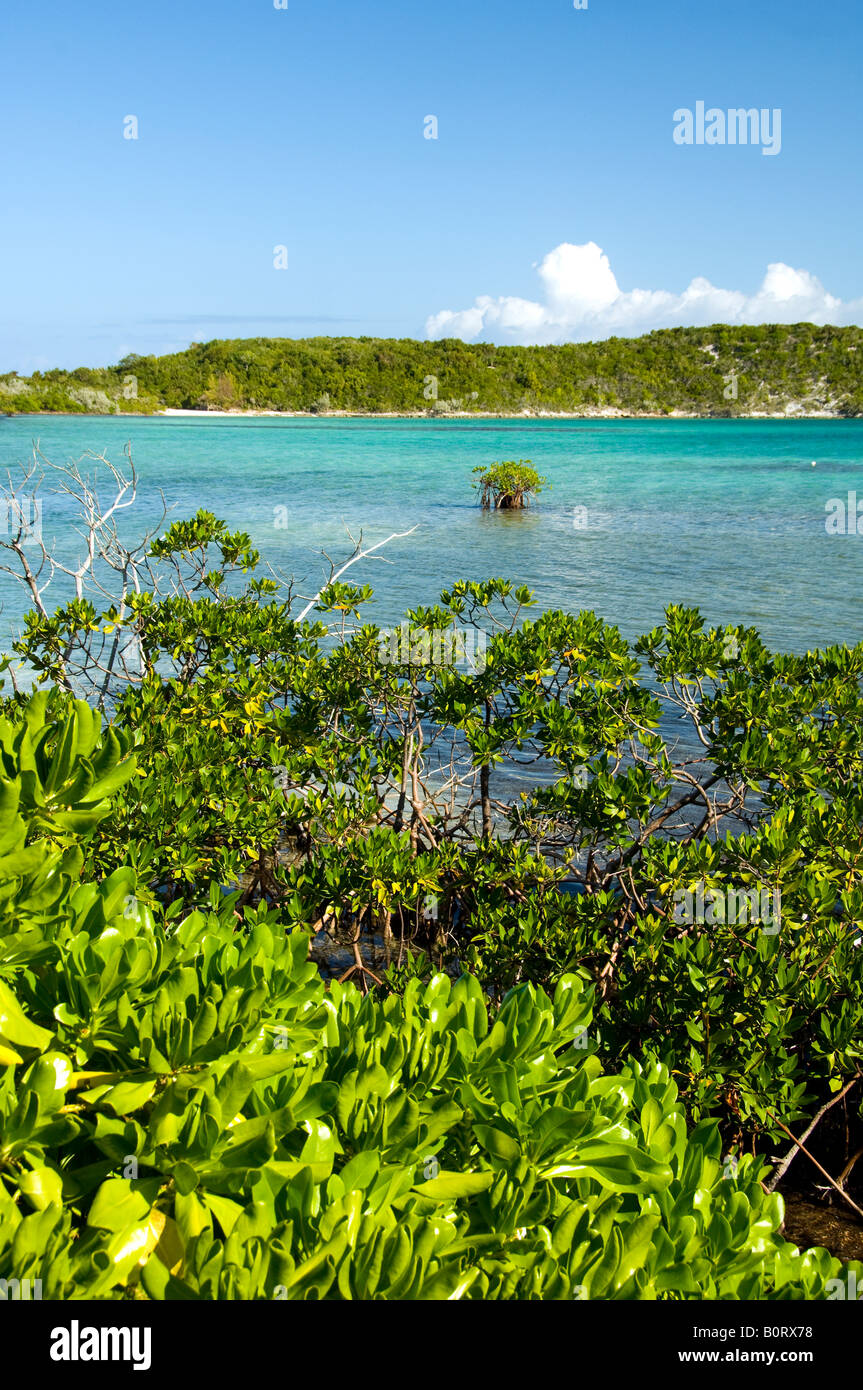 Mangrove-Vegetation auf Half Moon Cay, Bahamas Stockfoto