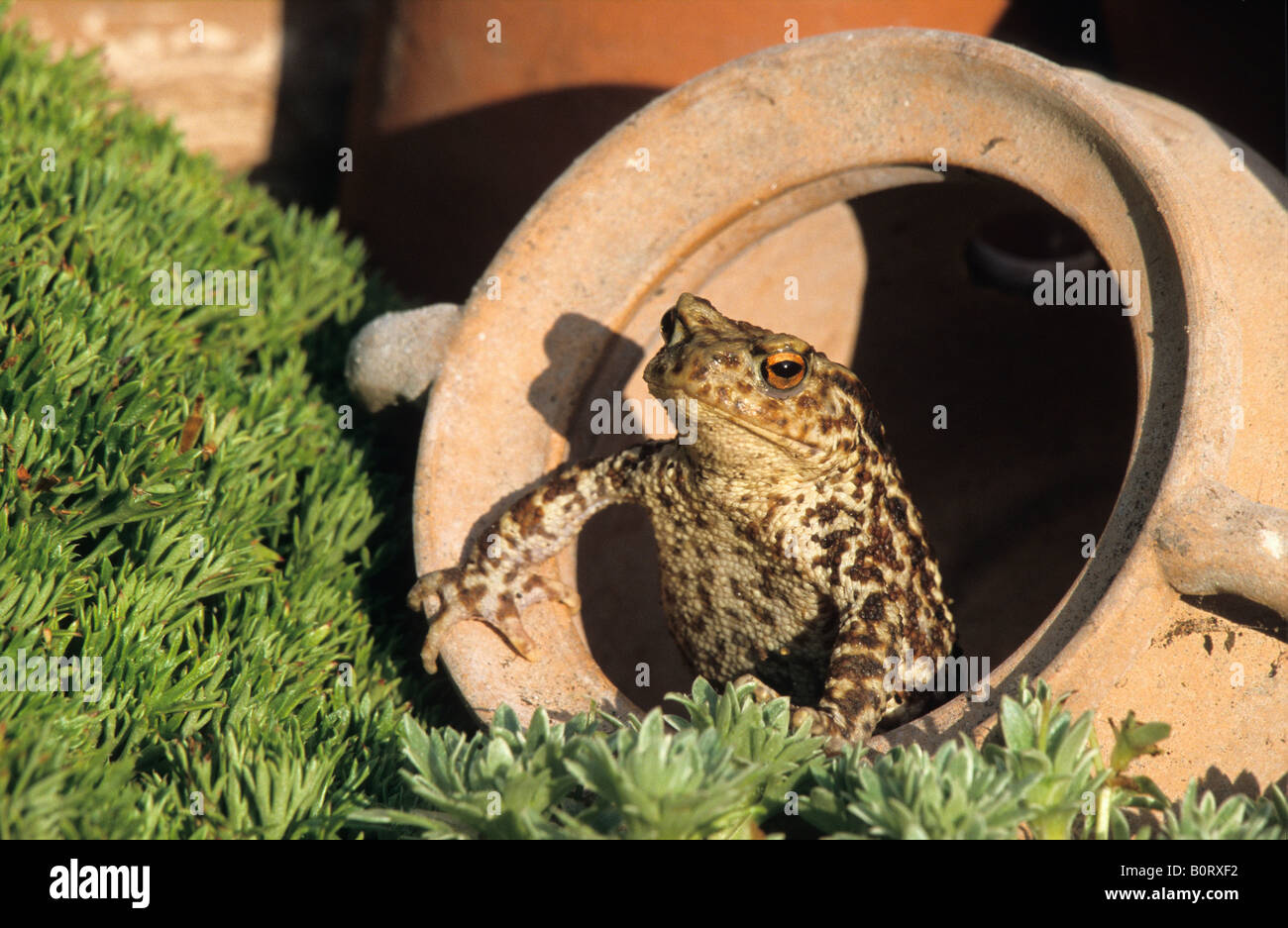 Gemeinsamen Kröte (Bufo Bufo) im Blumentopf Stockfoto