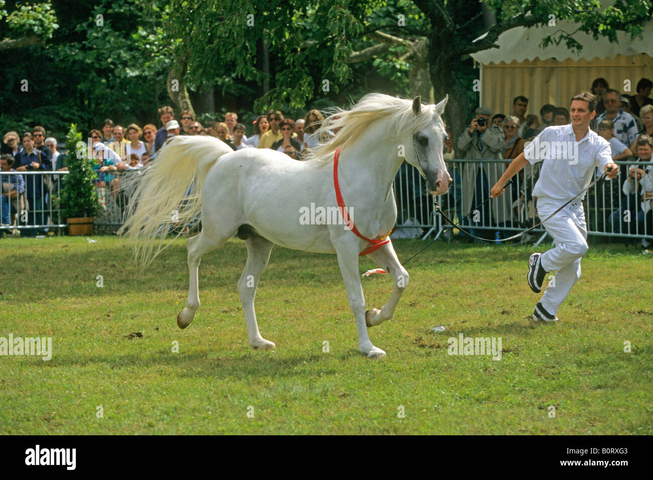 Arabische Pferd (Equus Caballus), Hengst bei einer Show präsentiert Stockfoto