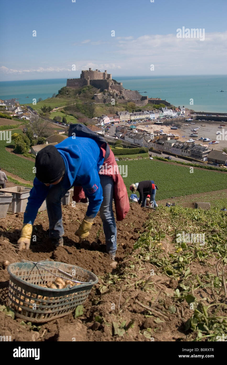 Polnische Arbeiter Kommissionierung Jersey Royal neue Kartoffeln Jersey Channel Islands Stockfoto