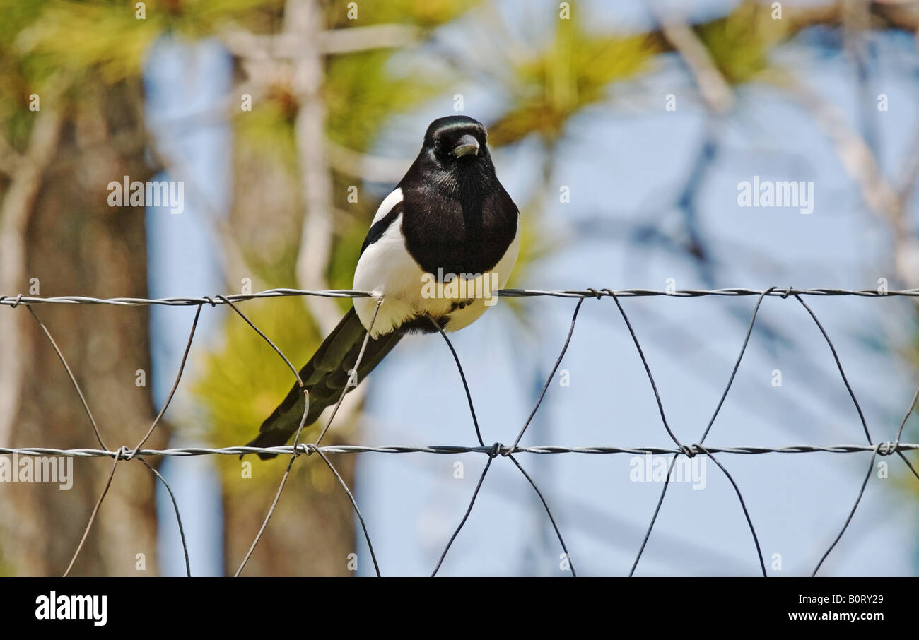 Europäische Elster Pica Pica sitzt auf einem Zaun mit blauen Himmel und Bäume im Hintergrund mit geringen Schärfentiefe Stockfoto