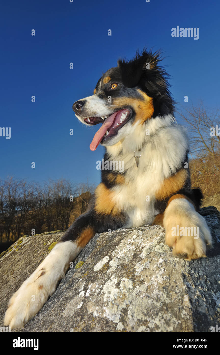 Hund, keuchend an einer Wand (eine Kreuzung zwischen einem Border Collie  und ein Schweizer Rasse namens Appenzeller Stockfotografie - Alamy