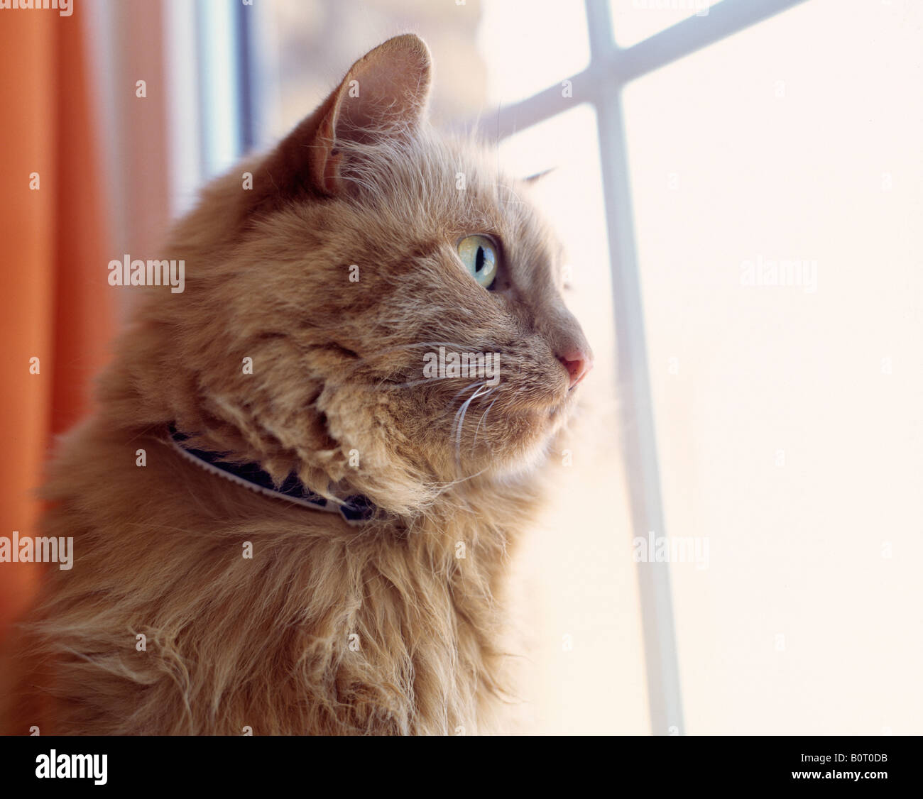 Porträt Ingwer Katze sitzend beobachten aus Fenster Stockfoto