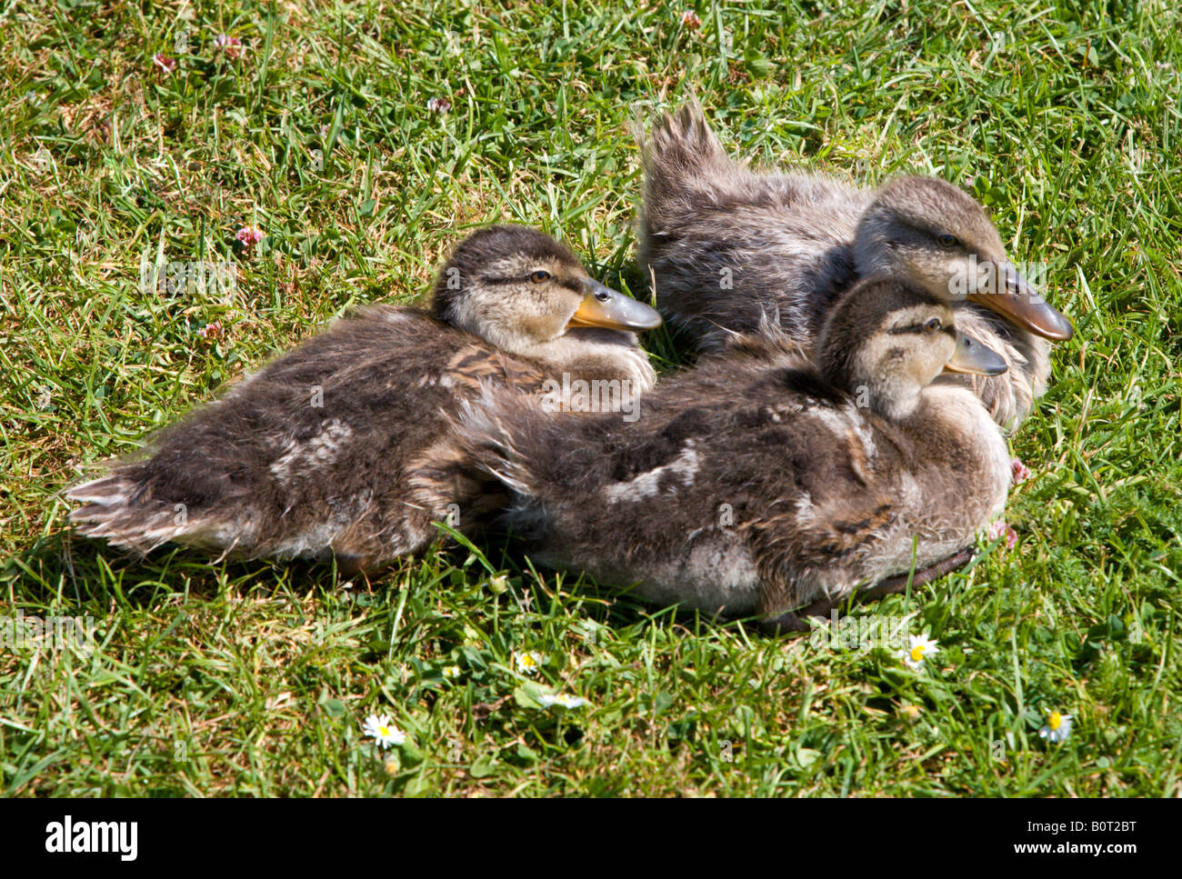 Stockente Enten (Anas Platyrhyncos) Stockfoto