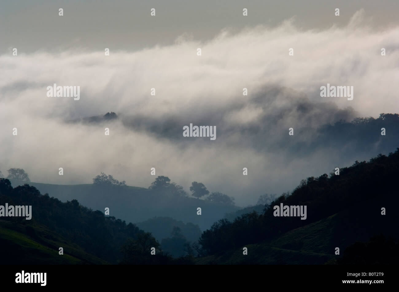 Nebel in den Hügeln in der Nähe von York Berg in der Nähe von Templeton California Stockfoto