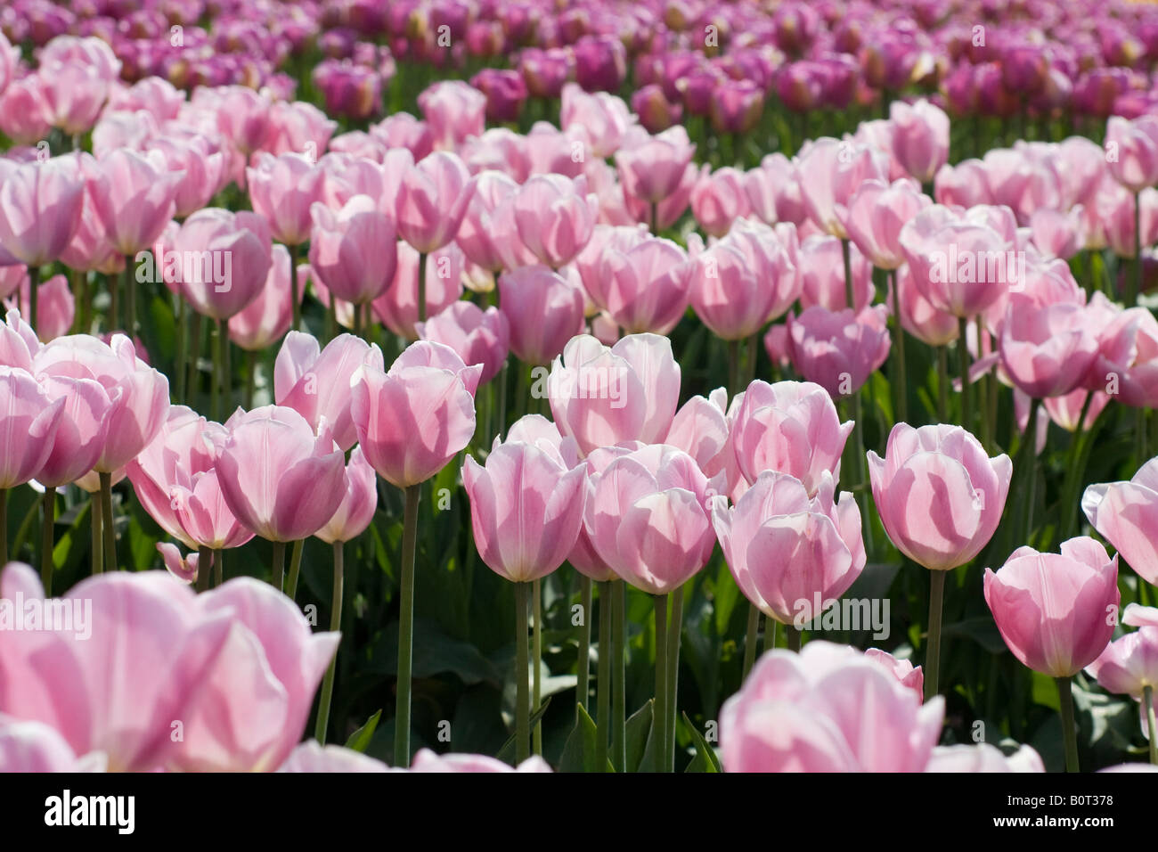 Viele Reihen von rosa Tulpen, von der Sonne beleuchtet. Stockfoto