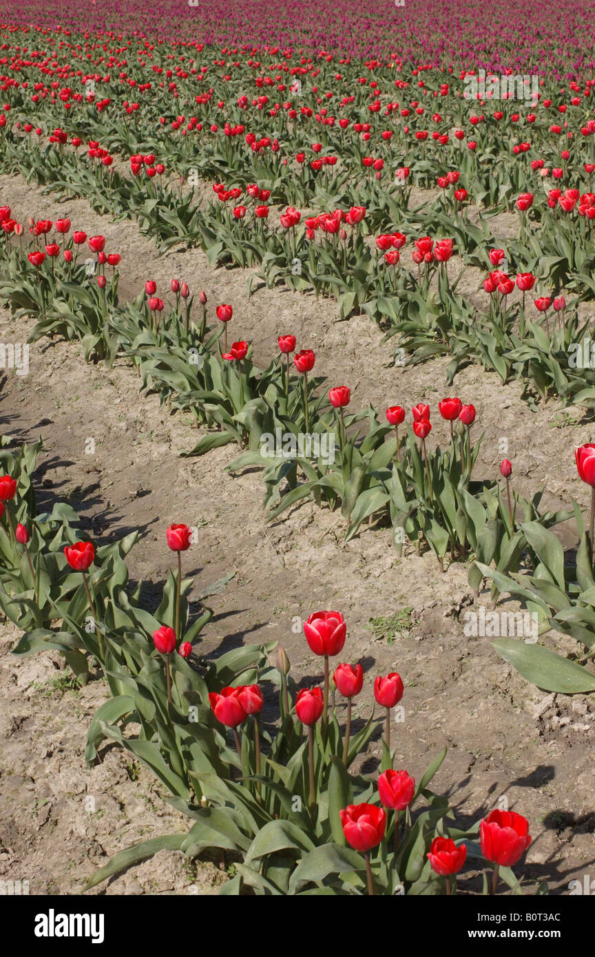 Diagonale Reihen gepflanzten Tulpen am Skagit Valley Tulip Festival in Washington State, USA. Stockfoto