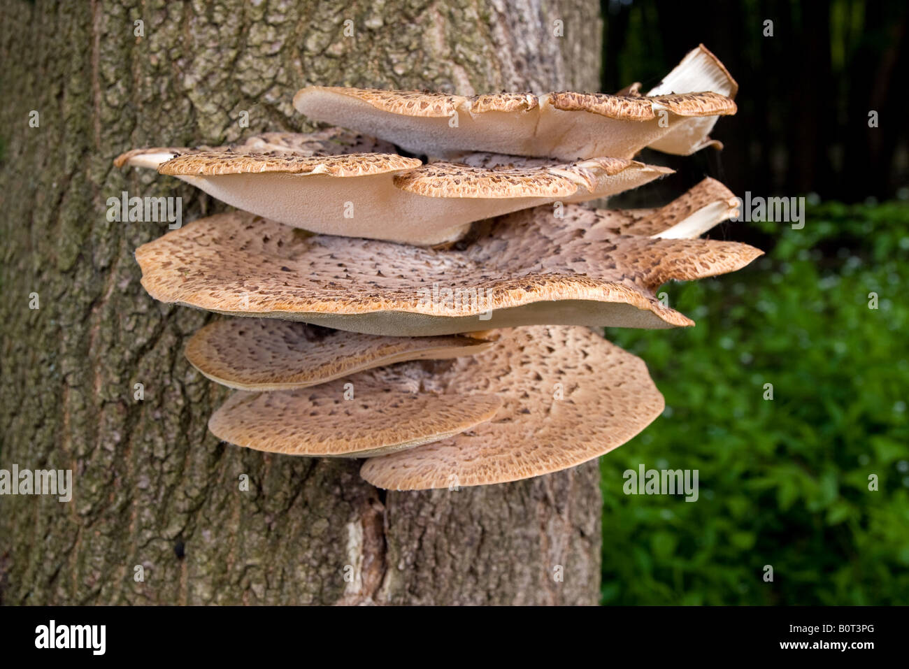 Große flache Pilze wachsen auf der Seite ein live-Baum Stockfoto