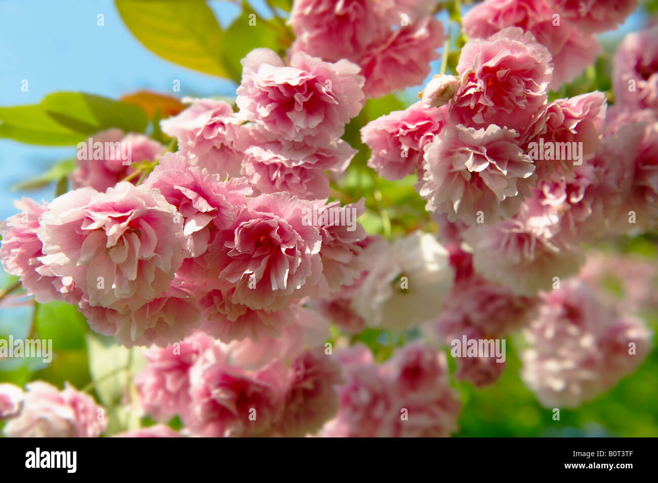 Rosa blühende Kirschblüte wächst auf einem Kirschbaum in Sonnenschein Stockfoto