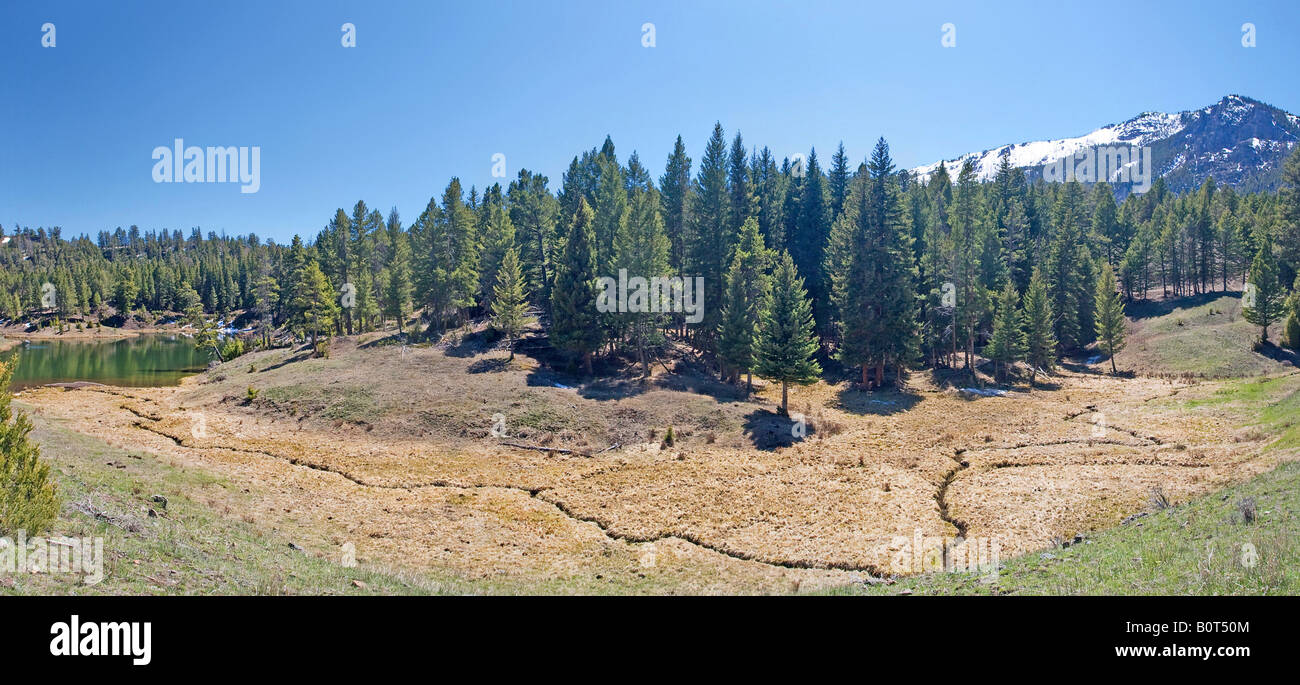 Der Bach führt zu Biber Teiche, Yellowstone-Nationalpark Stockfoto