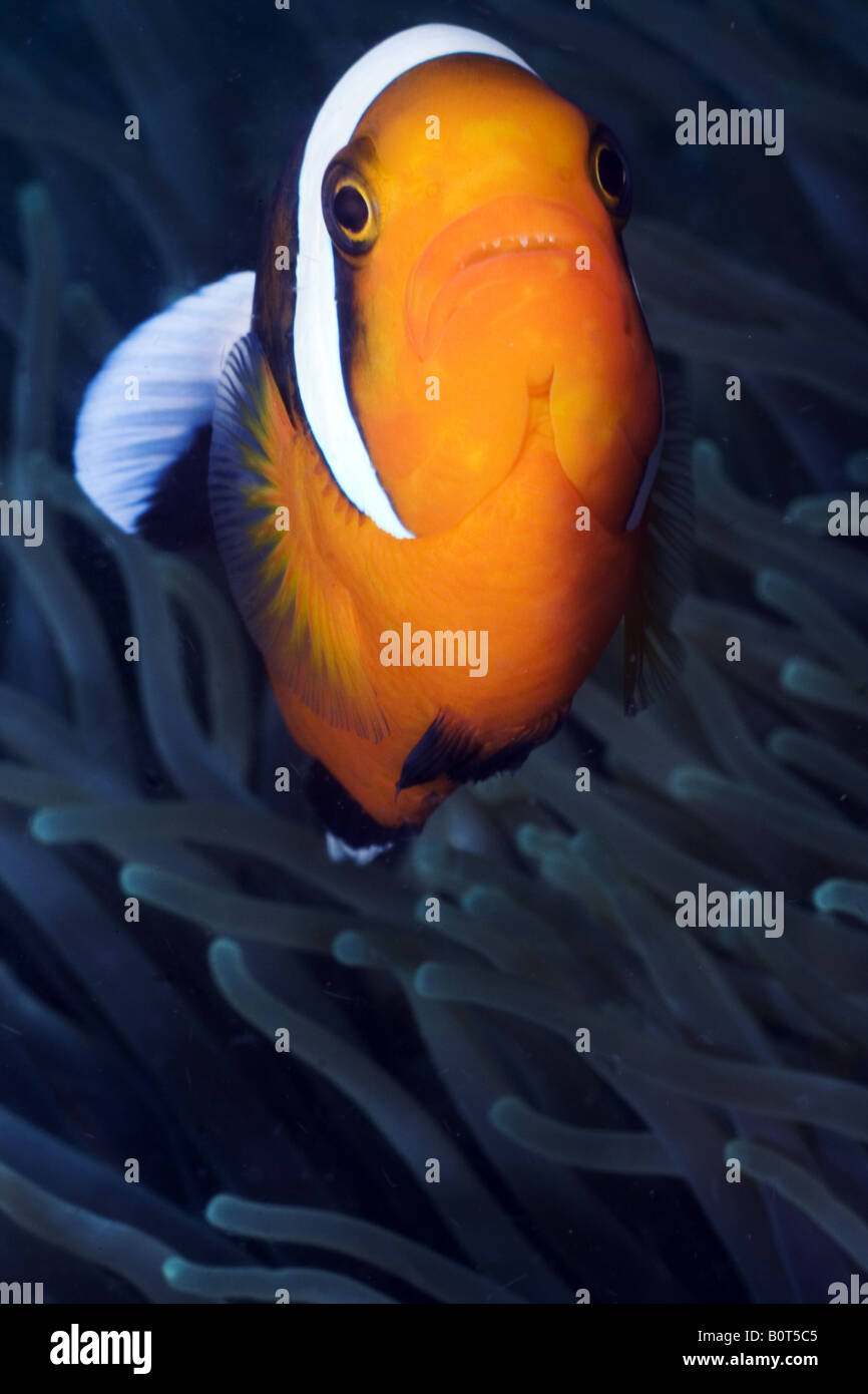 Leuchtend orange Anemonenfische im Inneren Anemone unter Wasser Stockfoto